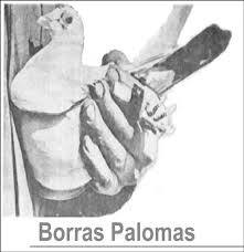 BorrásPalomas España
