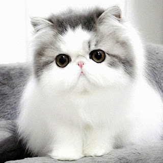 Adorable Persian Cats