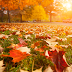 Five Energy-Saving Fall Projects