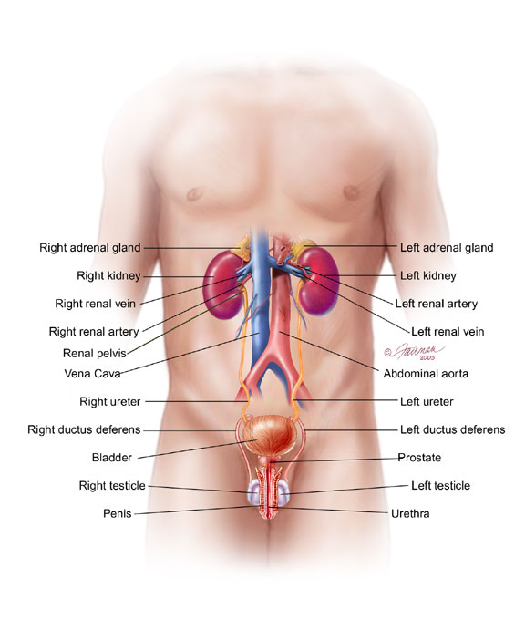 Premature Ejaculation Treatment By Ayurveda : Penis Health Care   9 Critical Vitamins And Minerals That Rejuvenate Penis Skin