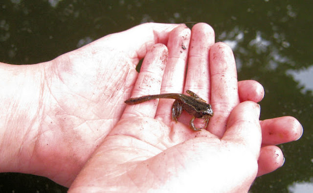 Froglet found in pond
