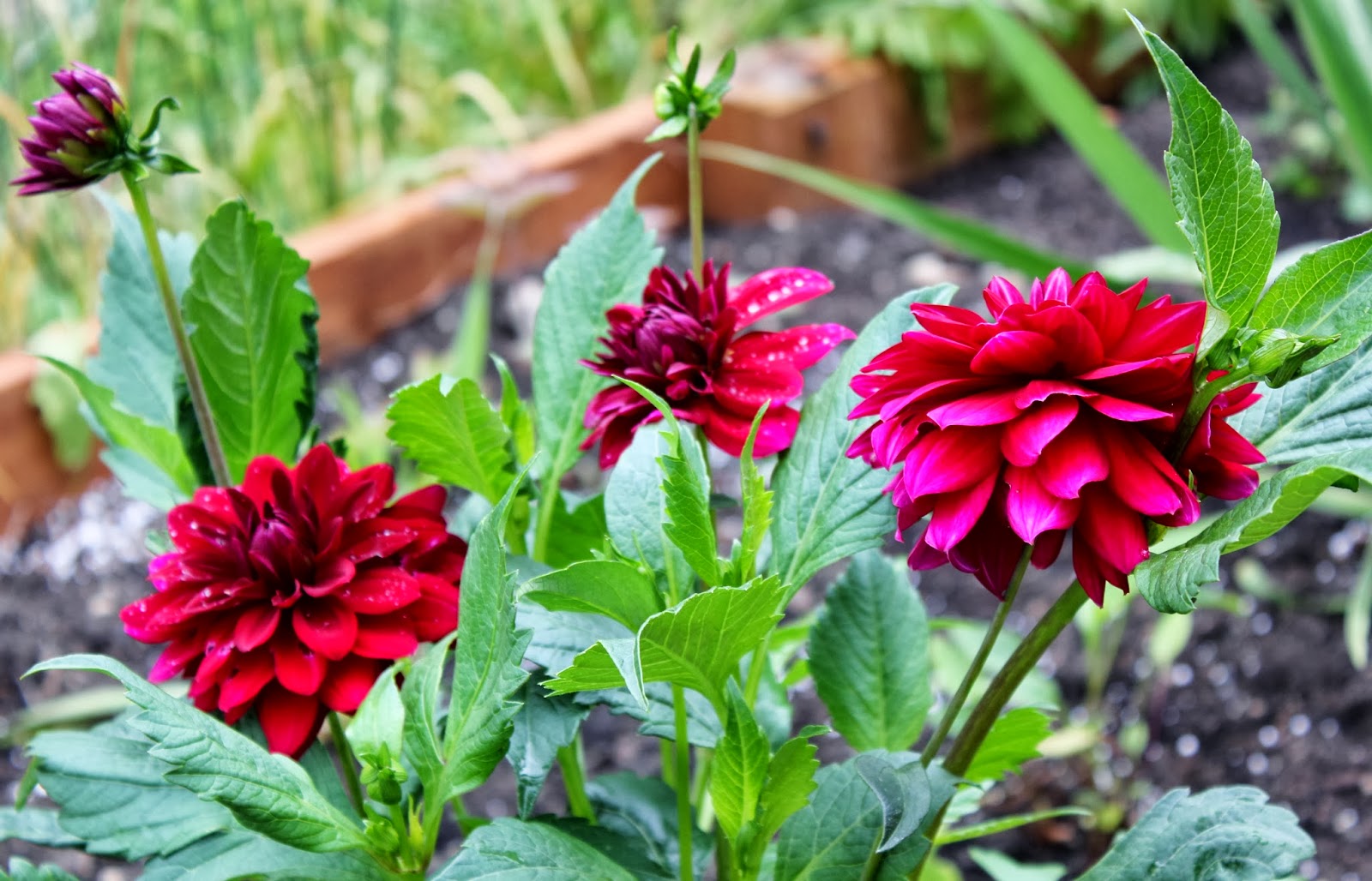 OverWintering Bulbs, Tubers, Corms, and Rhizomes