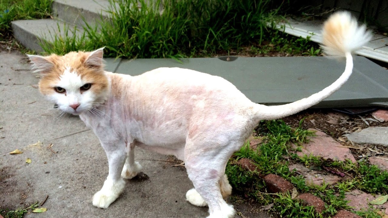 стрижка кошек. стриженный кот. побритый кот. стрижка короткошерстных кошек. побритый кот.