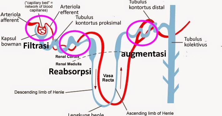 Tempat Pembentukan Urin Primer Dan Proses Yang Terjadi Seputar Bentuk Tempat Pembentukan Urin Primer Dan Proses Yang Terjadi Seputar Bentuk