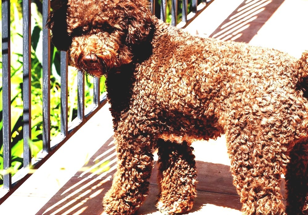 Lagotto Romagnolo Italian Water Dog