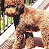 Lagotto Romagnolo - Italian Water Dog