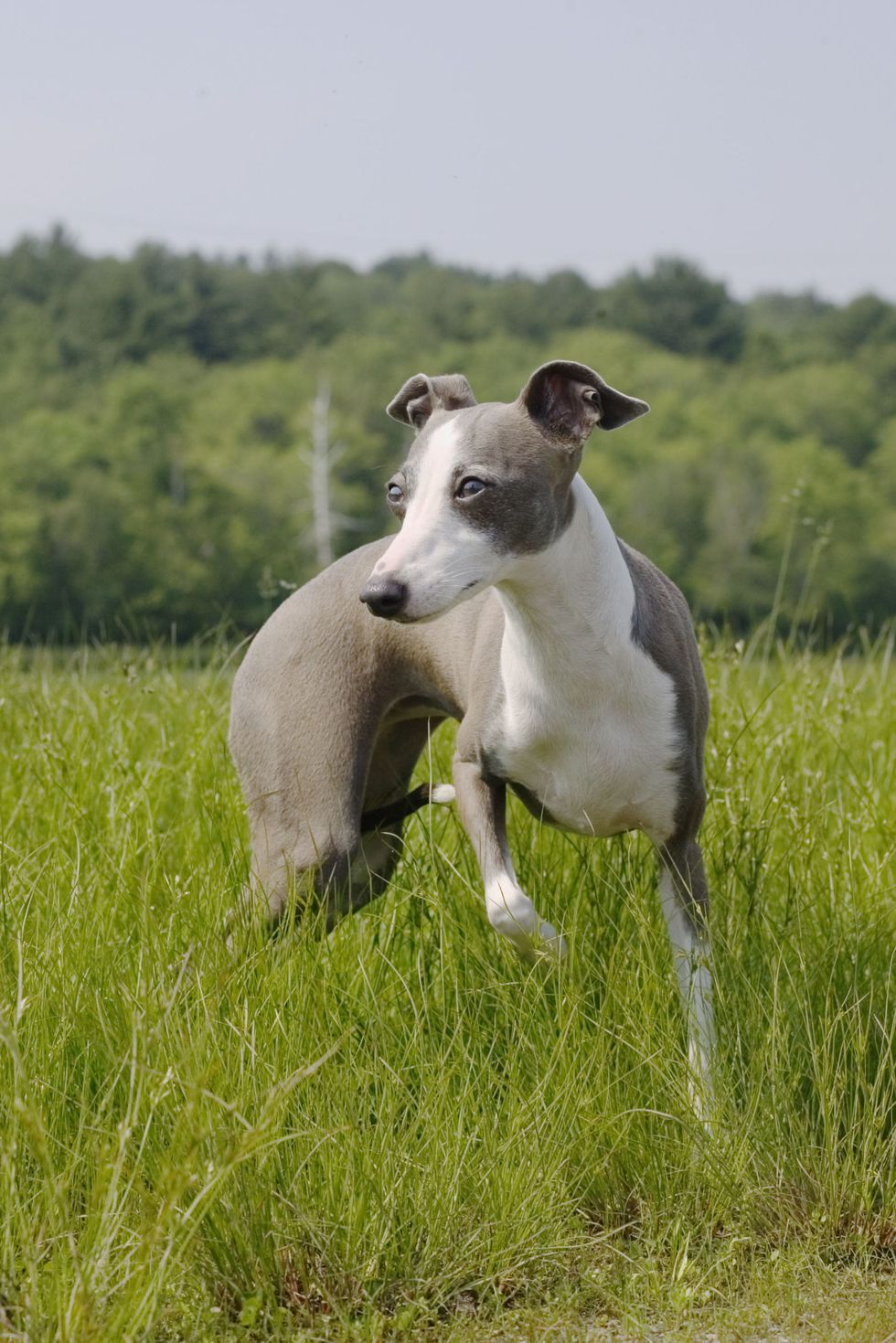 15 Miniature Dog Breeds That Are Just Too Cute Pets Lovers