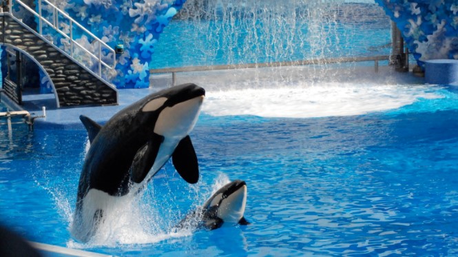 Harga Tiket Masuk Seaworld Terbaru Bulan Januari 2019 Updateharga