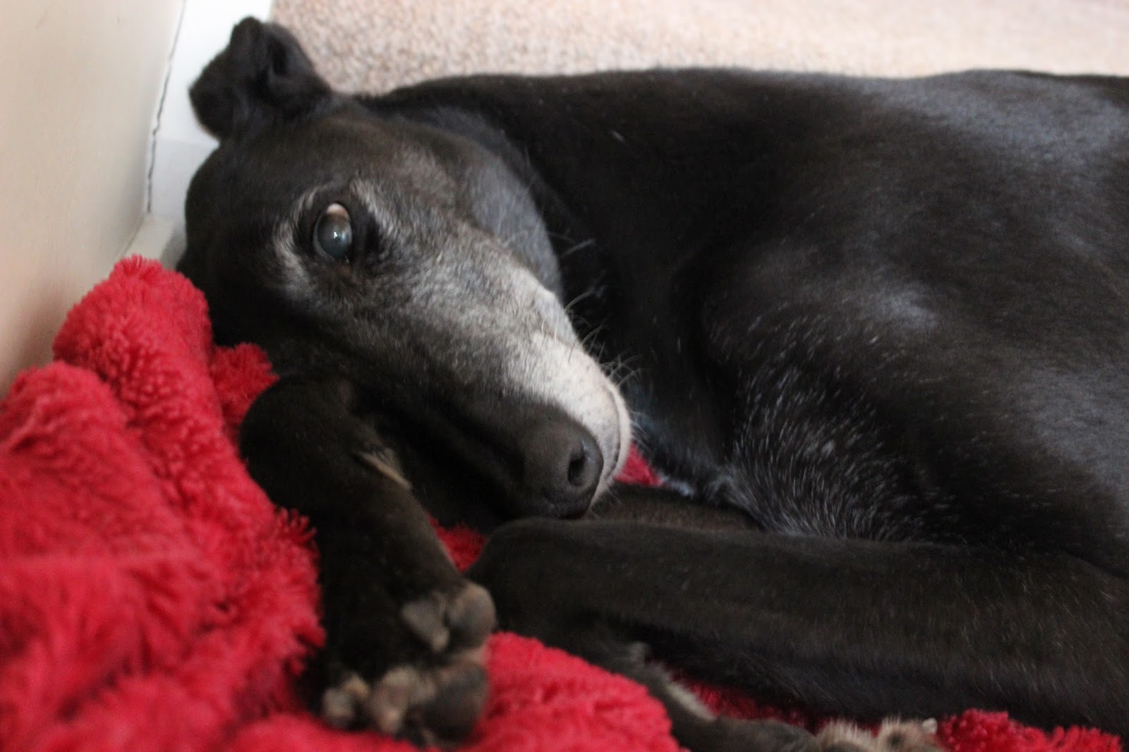 A black greyhound lying down on a red blanket