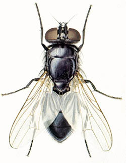Demirtas Icinde Ikinci El Satilik Bocekler Entomolojinin An