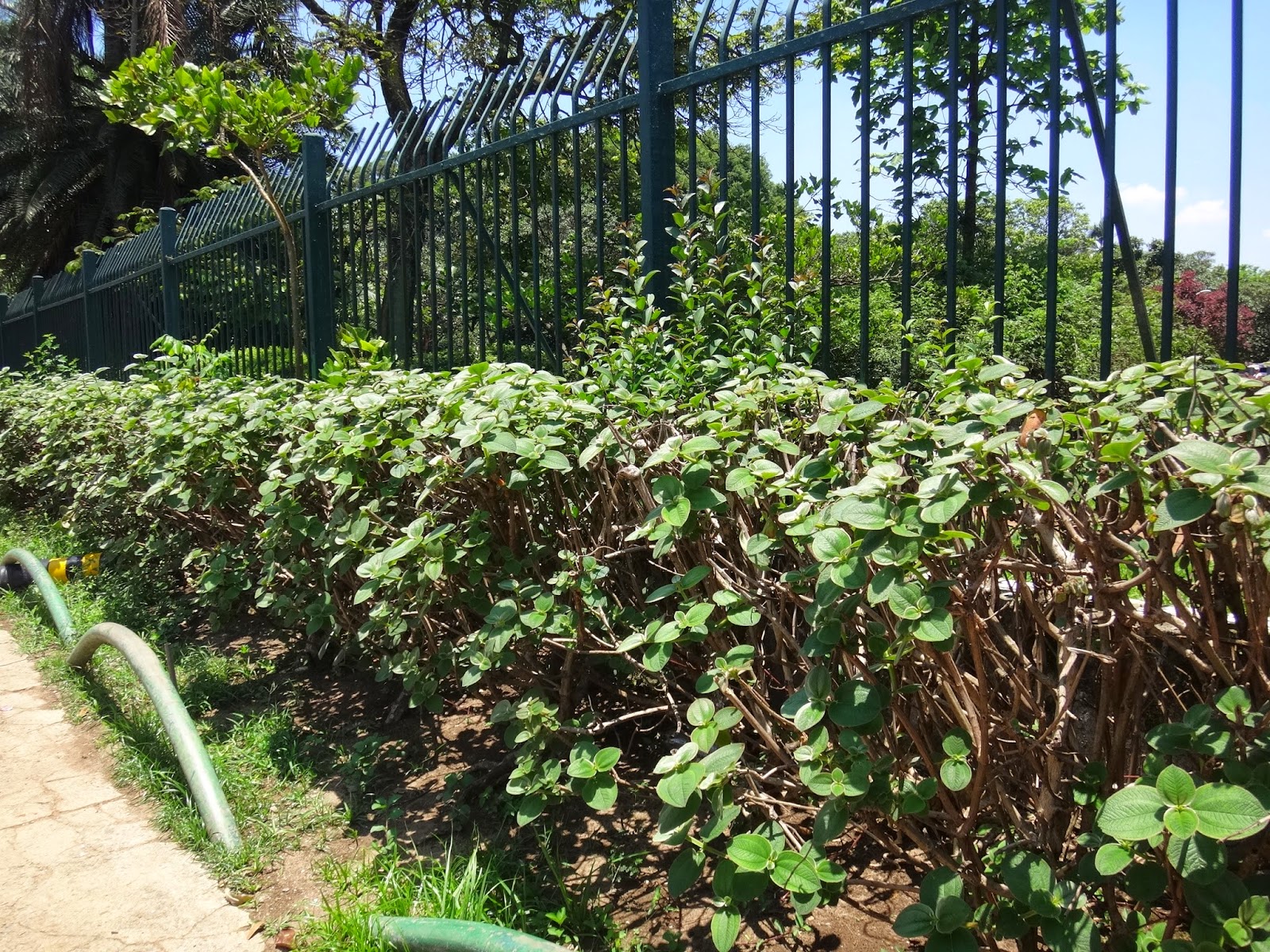 Uma flor por dia Orelhadeurso, orelhadeonça