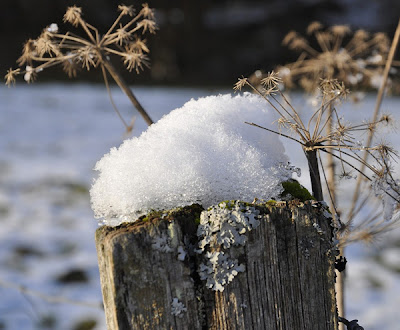 Schneehaube auf einem Weidepfosten – Schneekristalle glitzern im Sonnenlicht