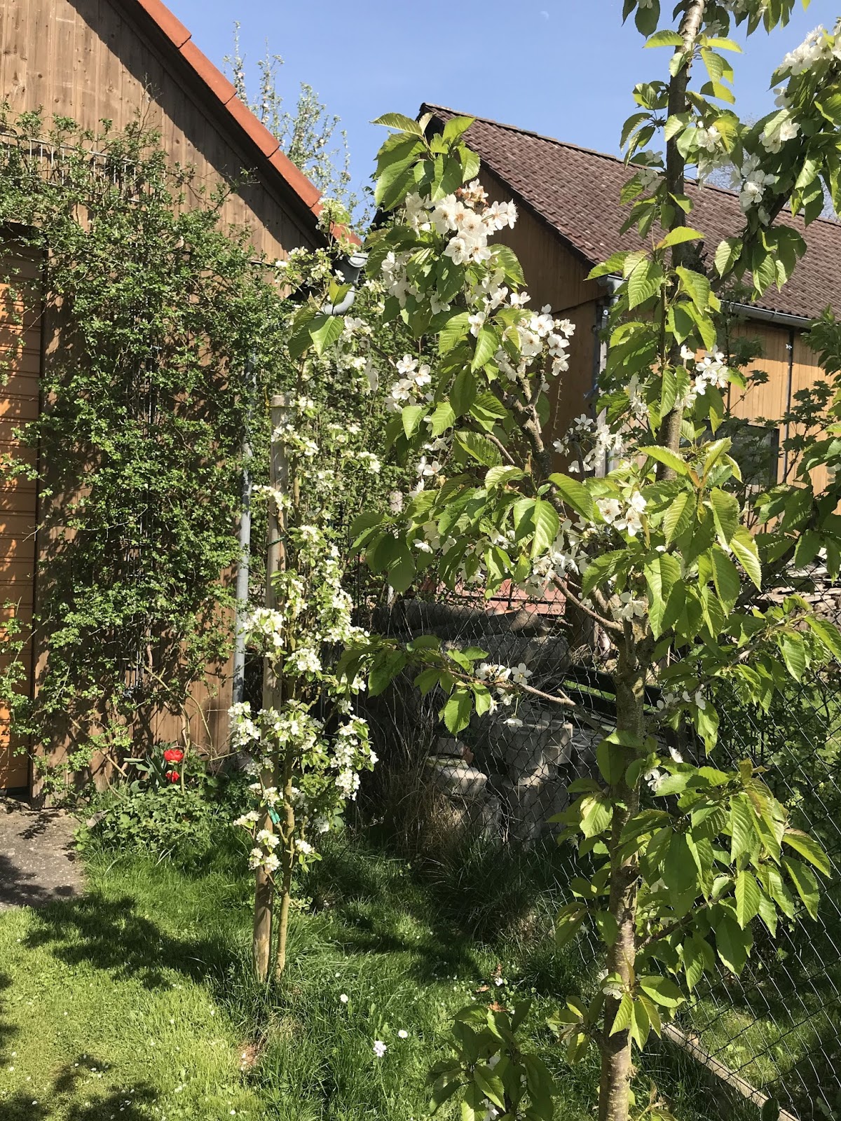 Traumhafter Frühling Im Landgarten Achims Garten