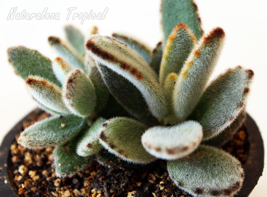 La planta Panda, Kalanchoe tomentosa
