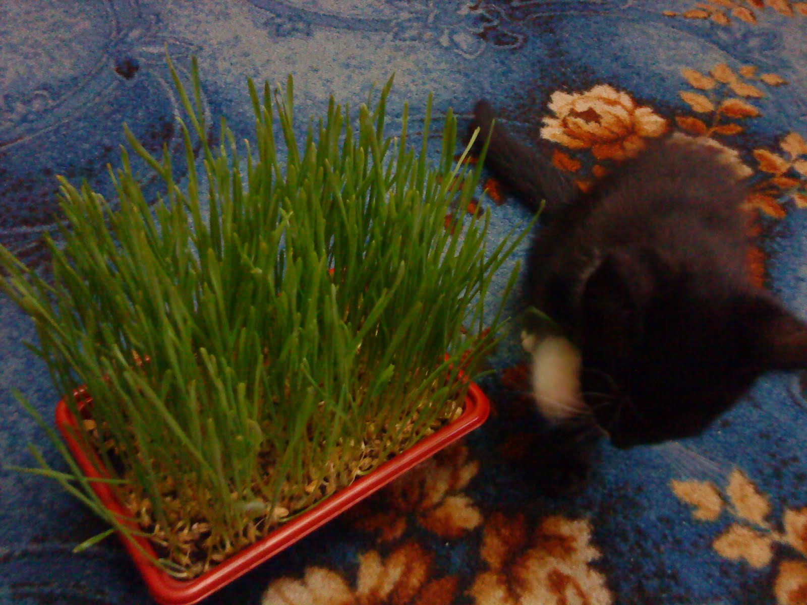 ~Nor Nora~: ~Rumput Kucing a.k.a Pet Grass~