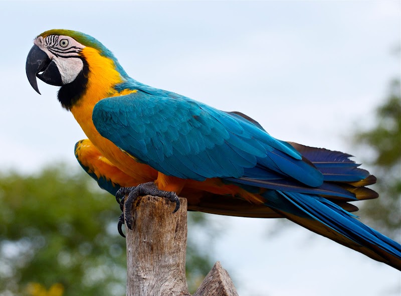39+ Popular Big Beautiful Birds Pictures