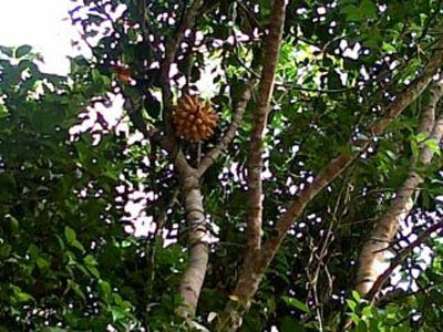 Pohon Jengkol Berbuah Pisang di Dumai Riau