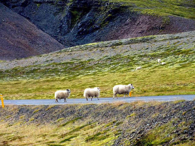 ovejas en islandia