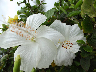 White Rose Mallow 