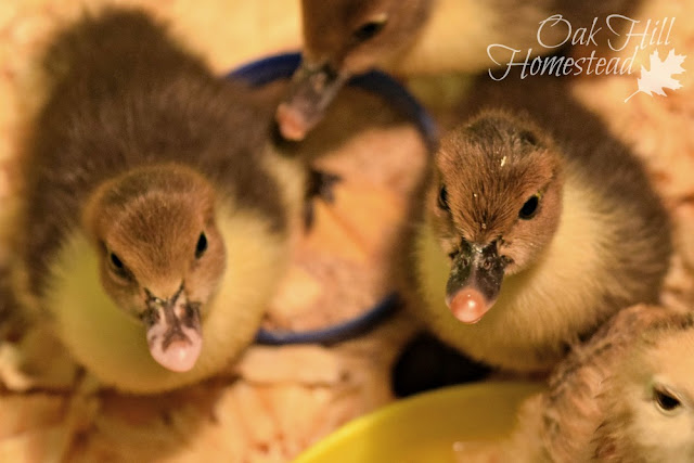 Muscovy duckling faces
