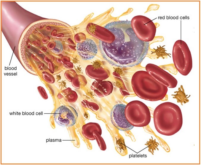 Pembuluh darah yang berfungsi membawa darah kaya oksigen dari jantung ke bagian tubuh lainnya adalah