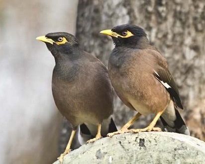 Beberapa Jalak Nias Jantan Dan Betina Dengan Mudah Bagus Perbedaan