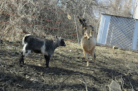 Two goats playing