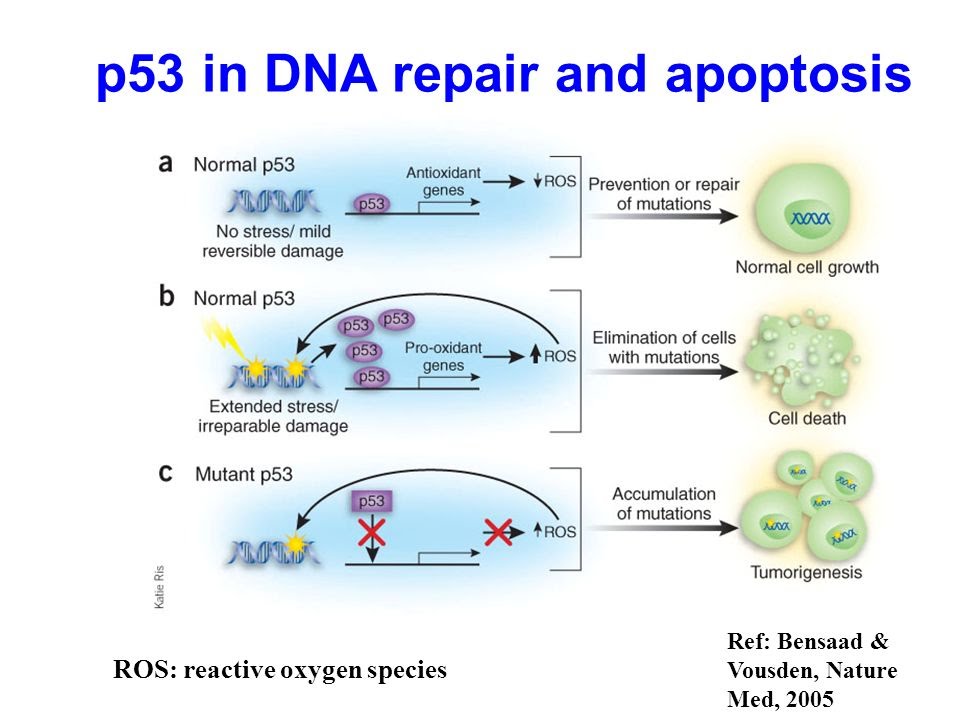 Содержит ферменты осуществляющие апоптоз. P53 апоптоз. Белок р53 апоптоз. Ген p53. Мутация Гена p53.