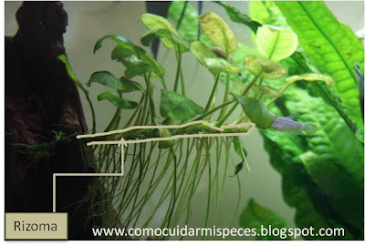 ¿Qué es el rizoma de una planta?