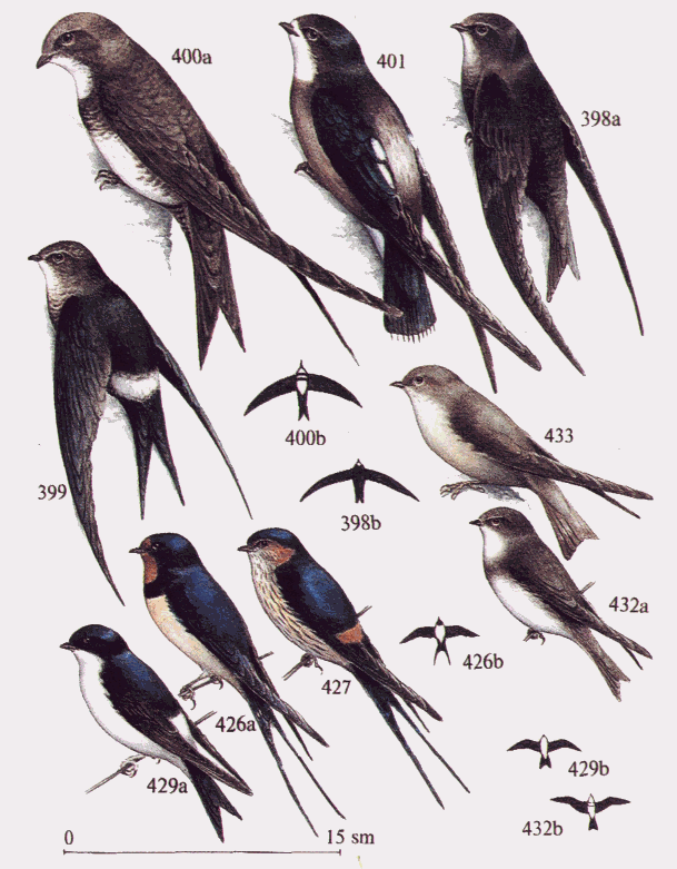 Энциклопедия Тетерева Безногая ласточка черный стриж