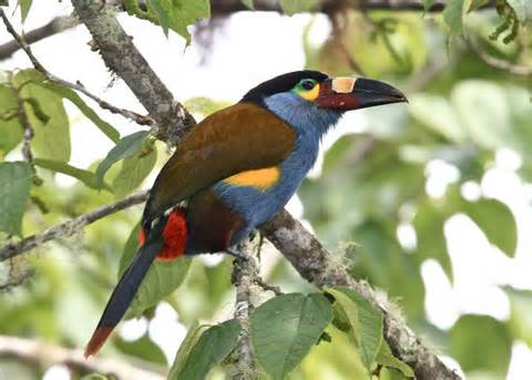 INVENTARIO DE FLORA Y FAUNA DE NARIÑO: FAUNA