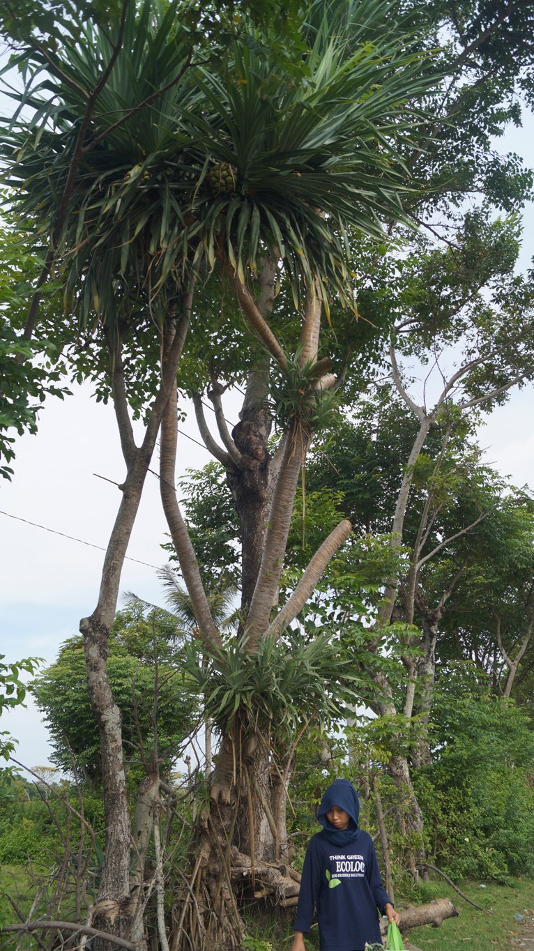 Pandanus odoratissimus Plants for Life