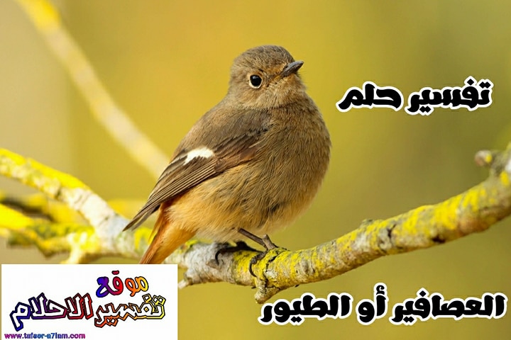 تفسير حلم الطير في يده