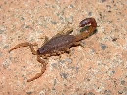 Domestic (indian) scorpion list