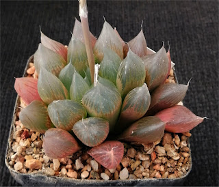 Haworthia cooperi - Brack Kloof 271019A