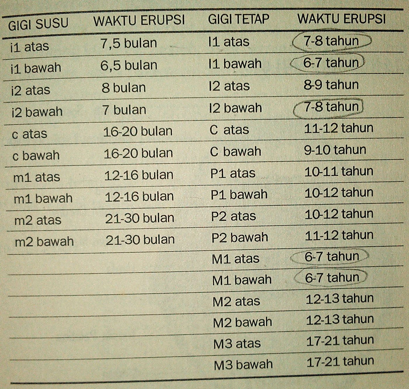 Perhatikan kapan gigi susu tanggal ya moms Langit Kehidupan