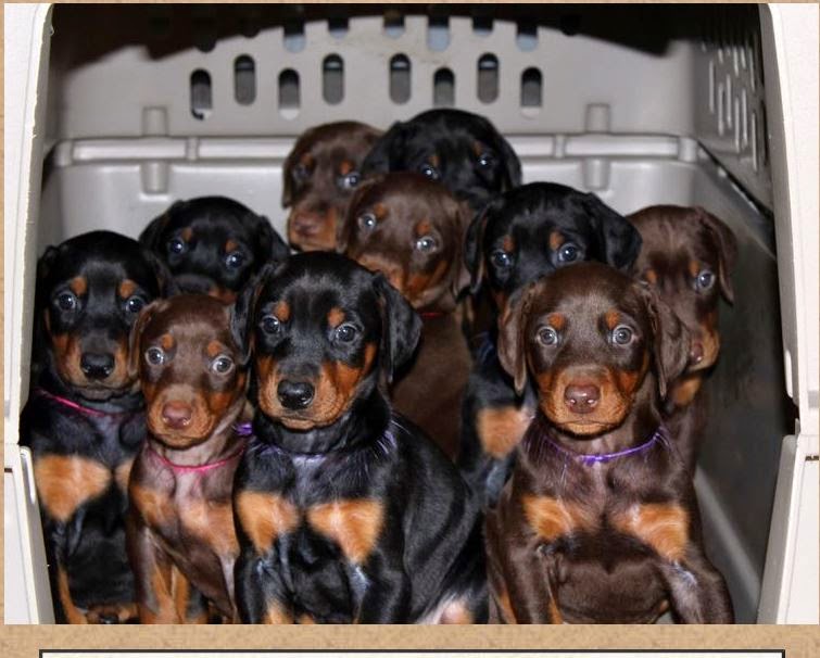 take on life GARRETT'S DOBBIES