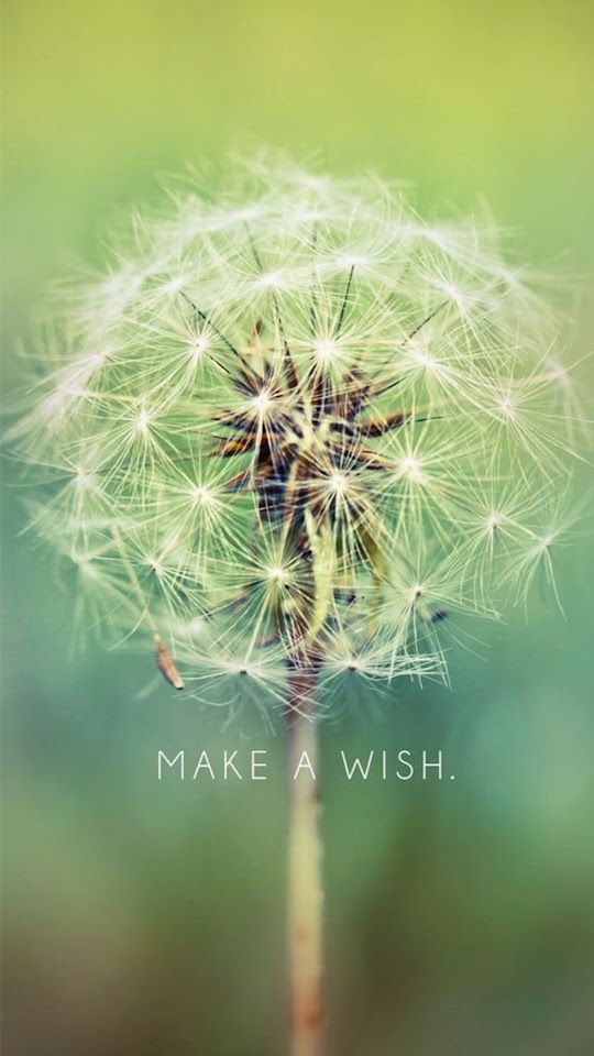 Make A Wish Dandelion  Android Best Wallpaper