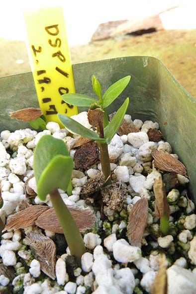 プルメリア種から増やす