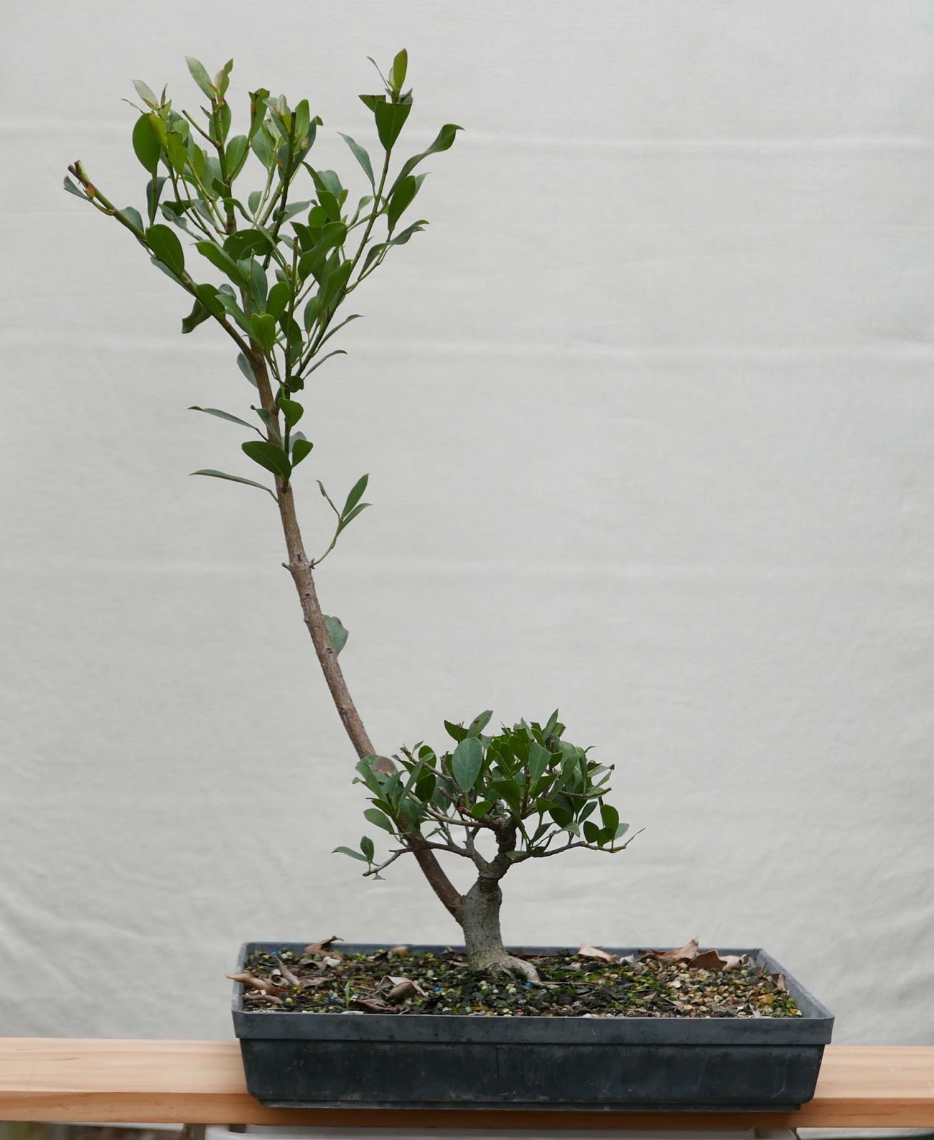 Stephen Cullum's Bonsai & Pottery Post 232 Sacrificial branches