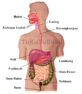 bagian-bagian sistem pencernaan manusia dan fungsinya, organ penyusun sistem pencernaan manusia dan fungsinya, sistem pencernaan manusia serta fungsinya, sistem pencernaan manusia lengkap dengan fungsinya sistem pencernaan pada manusia beserta gambar dan fungsinya, urutan sistem pencernaan pada manusia dan fungsinya.