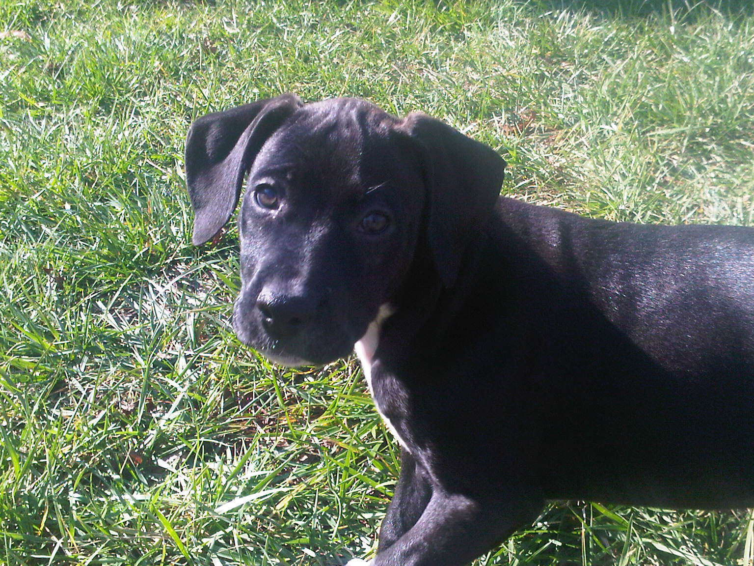 Zoe 9 week old English Pointer Labrador cross puppies at play
