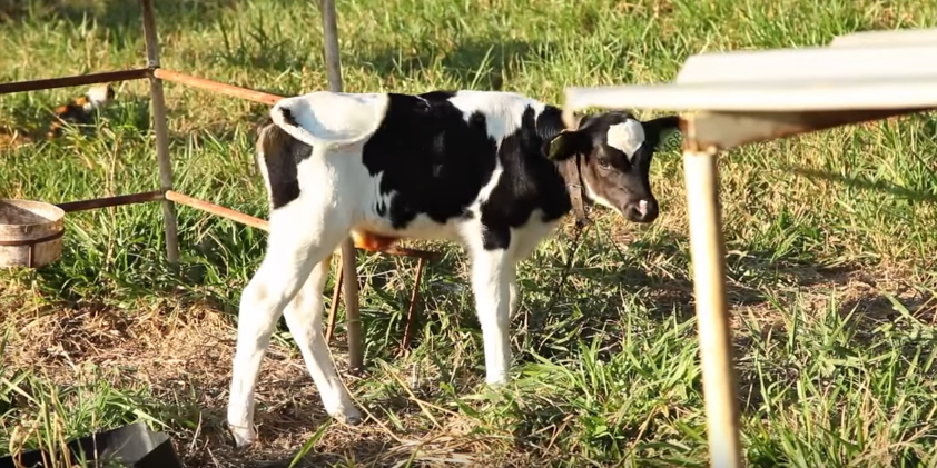 healthy-calf-calves
