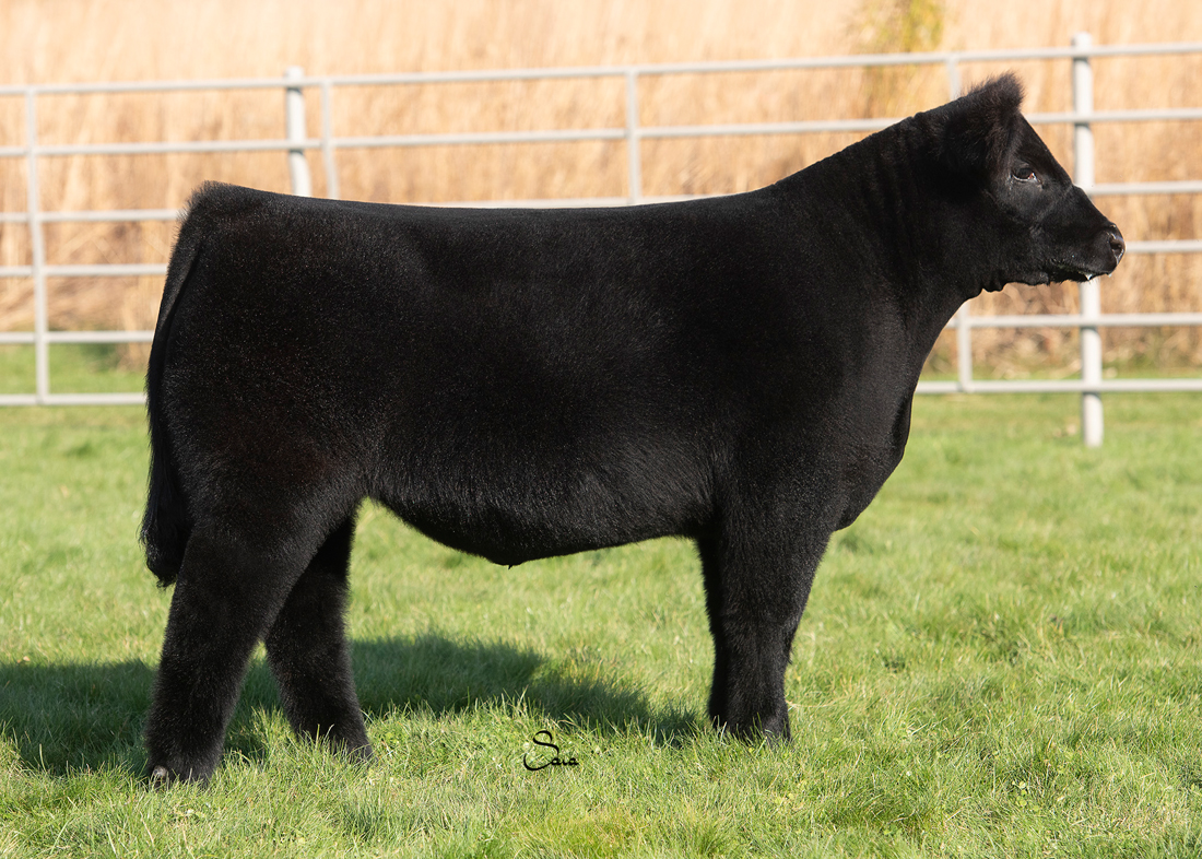 RCC Blog Richey Show Steers