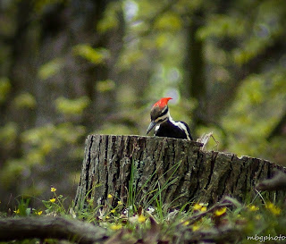 Pileated Woodpecker photo by mbgphoto