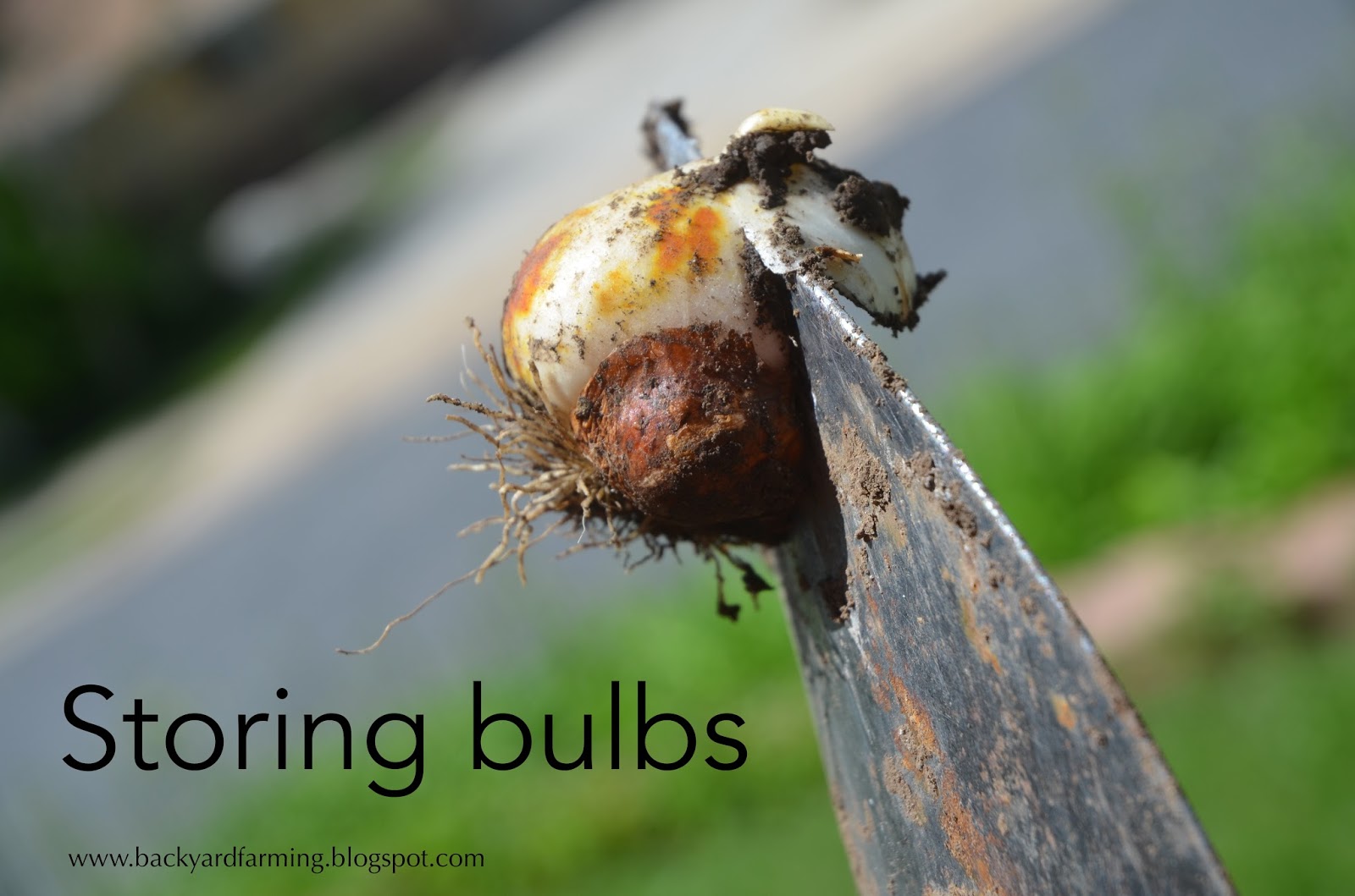 Backyard Farming Storing bulbs for next season