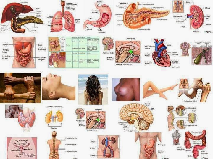 EN MI PROPIO CAMINO: LOS ÓRGANOS DEL CUERPO Y SU RELACIÓN CON LAS EMOCIONES