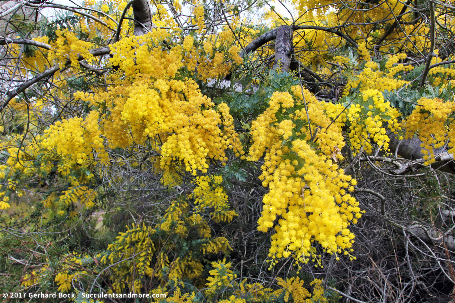 Another favorite tree Acacia baileyana aka Cootamundra wattle