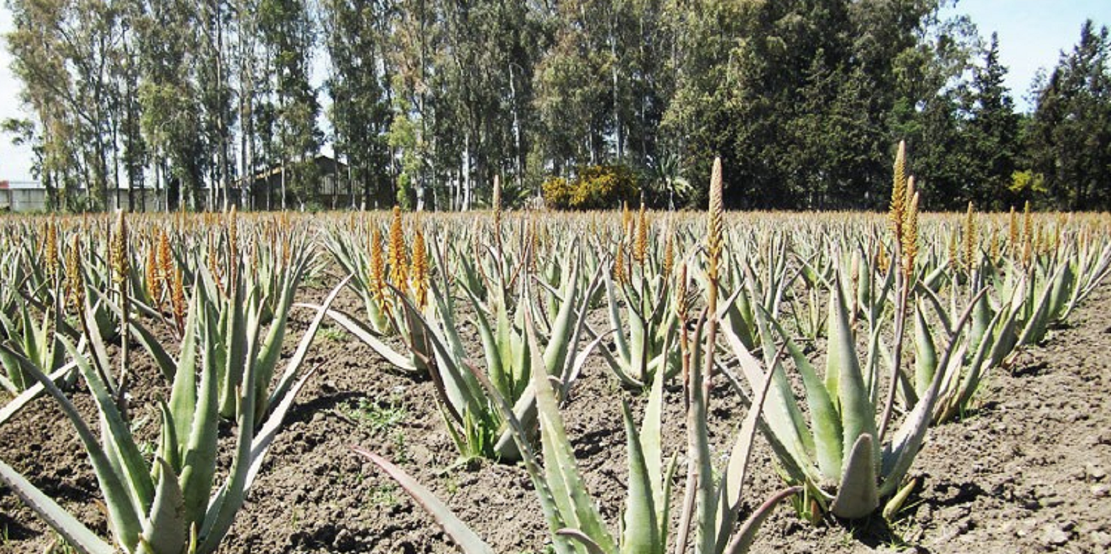 arbustosensevilla-encinarosa: Áloe vera - Sábila - Zábila - Alzavara ...