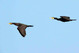 cormorant, birds, in flight